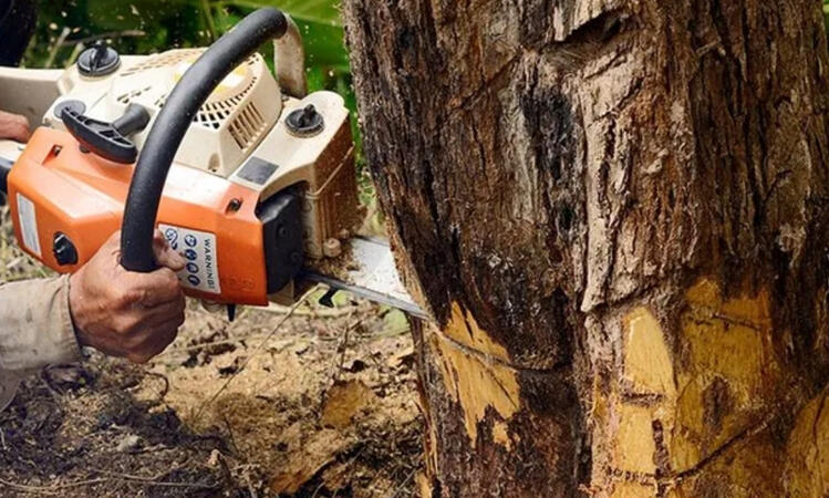 Tree Removal